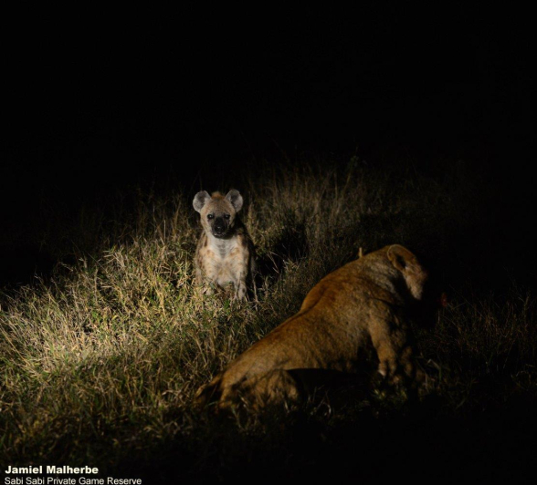 A20Jamiel Hyena And Lion 190622 Final A20Jamiel Hyena And Lion 190622 Final
