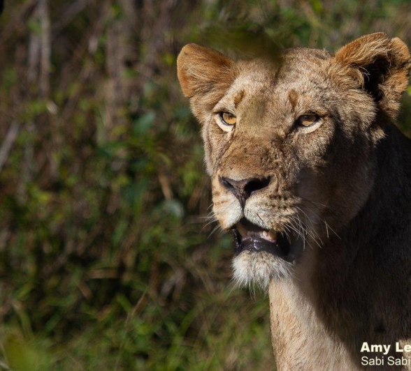 A32Amy Leigh Lioness Unknown 2 290622 FINAL INSTA A32Amy Leigh Lioness Unknown 2 290622 FINAL INSTA