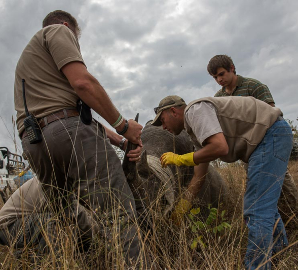 Rhino Horn Treatment 2