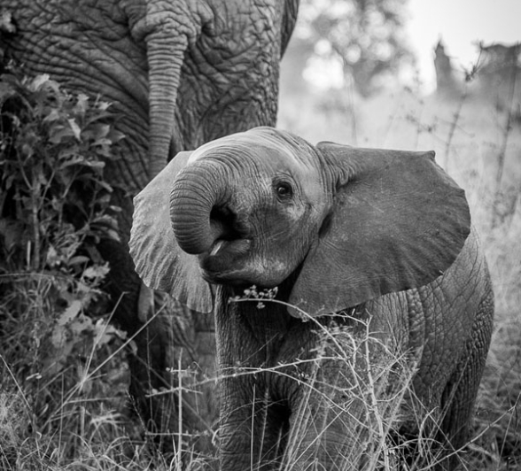 Young Ellie Young Ellie