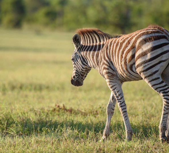 Mike Palmer Zebra Foal Mike Palmer Zebra Foal