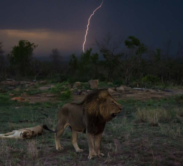 01Mike Laubscher Lion01 01Mike Laubscher Lion01