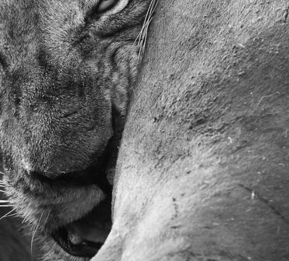 10Terry Ennever Lions And Mahlatini 13 6 16