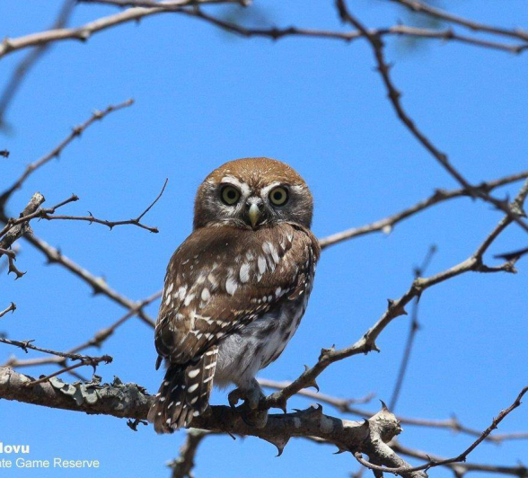 39andries Ndlovu Pearl Spotted Owlet 151119 Final 39andries Ndlovu Pearl Spotted Owlet 151119 Final