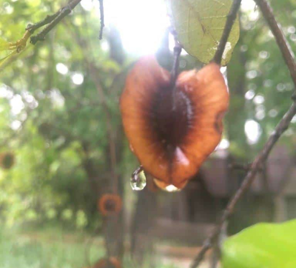 02Louise Murray Dec Rain 1 Final 02Louise Murray Dec Rain 1 Final