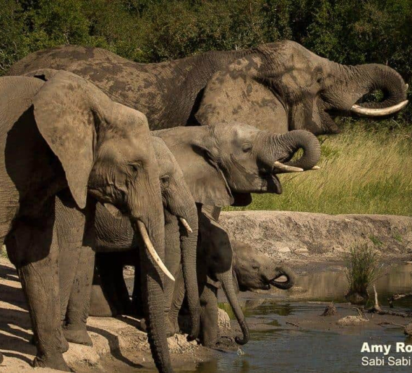 31Amy Roberts Elephant Herd 2 060320 Final