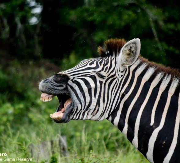 38Ronald Mutero Zebra 12022020 8 Final