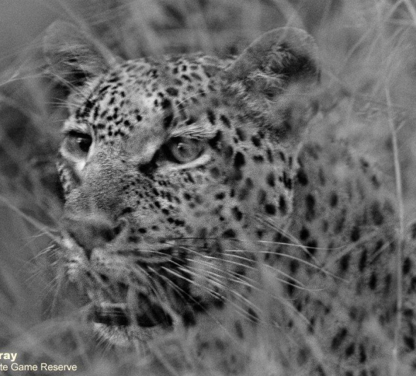 34Louise Murray Kigelia 23032020 1 Final