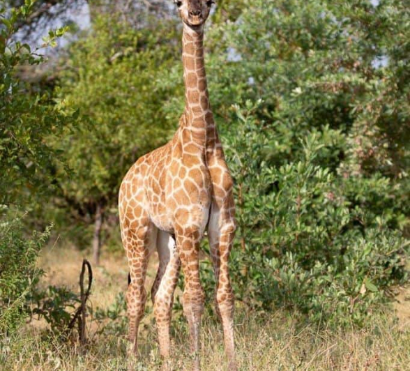 49Louise Murray Giraffe 25032020 1 Final