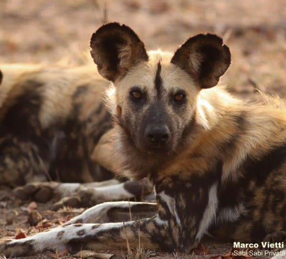 24Marco Vietti Wild Dog 021020 Final 24Marco Vietti Wild Dog 021020 Final