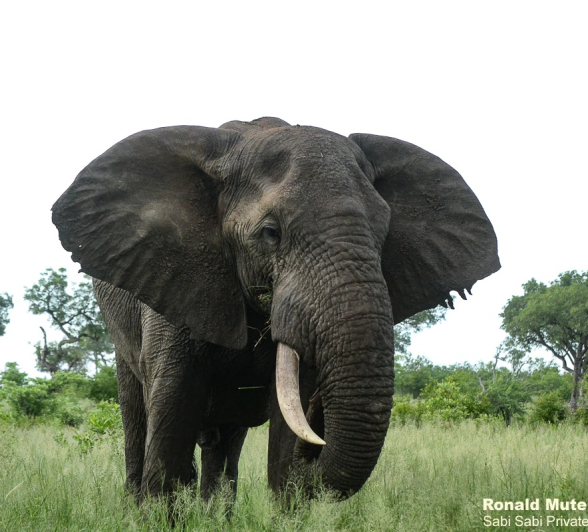 11Ronald Mutero Elephant 30122019 5 Final 11Ronald Mutero Elephant 30122019 5 Final