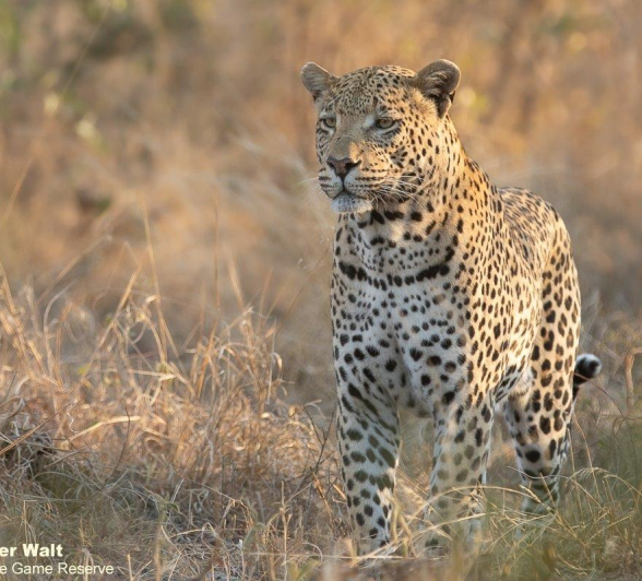 24Tyron Van Der Walt White Dam 150721 2 Final