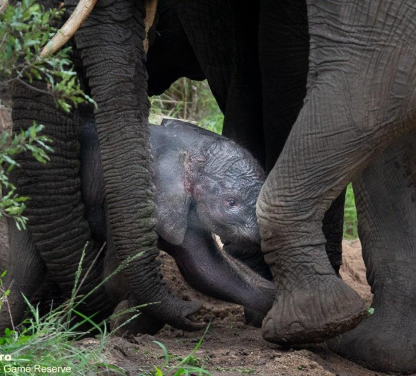 B12ronald Mutero Elephant 27112021 11 Final