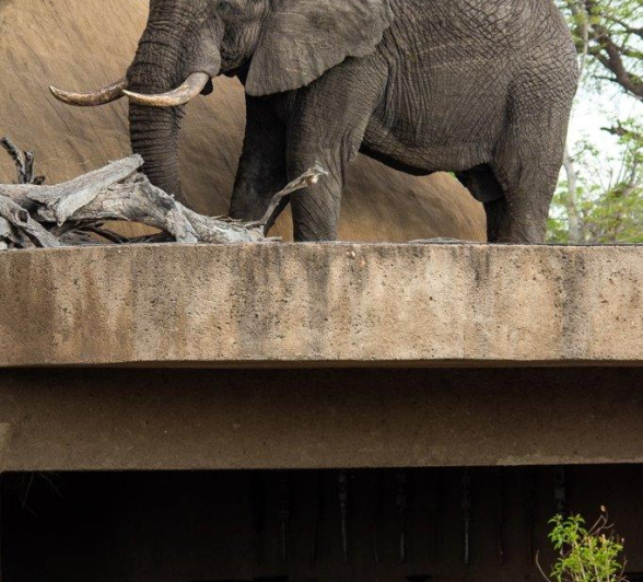 15Kerry Lee Roberg Roof Elephant.2 Final