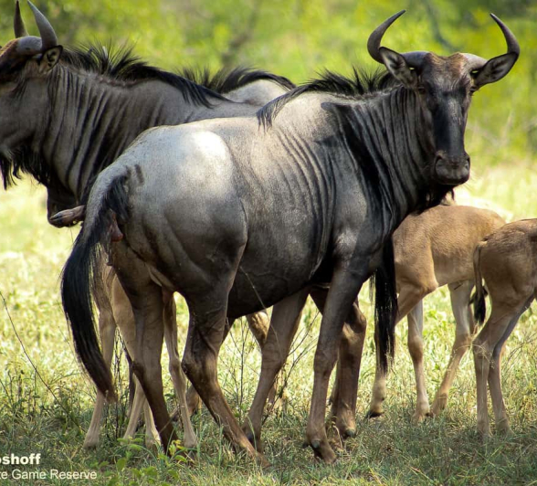 04Rebecca Boshoff Wildebeest Birth 4 10.12.2020 Final 04Rebecca Boshoff Wildebeest Birth 4 10.12.2020 Final