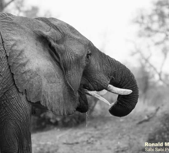 A26ronald Mutero Elephant 24072022 Final