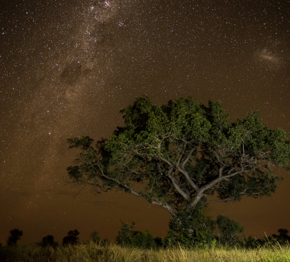 Marula Stars Marula Stars