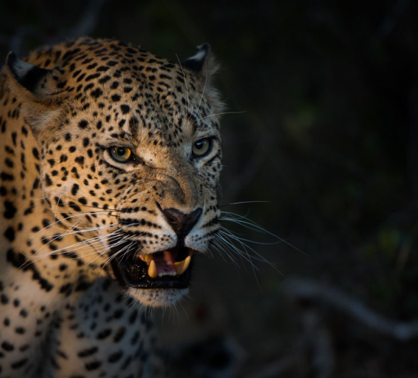 Maxabeni Mating Rich 2 Maxabeni Mating Rich 2