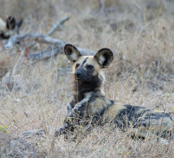 Wild Dogs 4 Wild Dogs 4