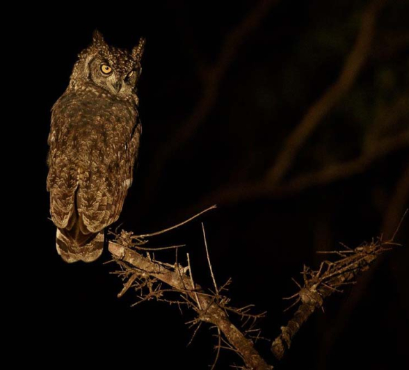 Mike Palmer Spotted Eagle Owl Mike Palmer Spotted Eagle Owl