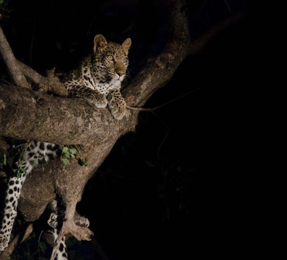 Steve LBC Cub2 Steve LBC Cub2