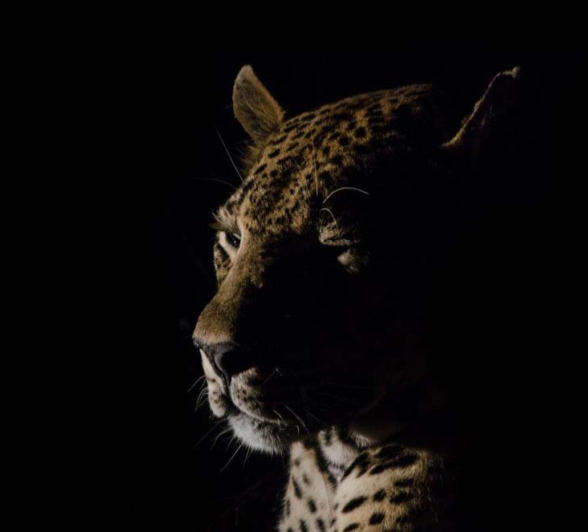 Steve WB MAX2 Steve WB MAX2