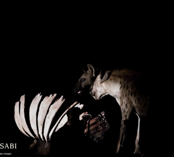 02Sheldon Hooper Hyenas Feeding Final 02Sheldon Hooper Hyenas Feeding Final