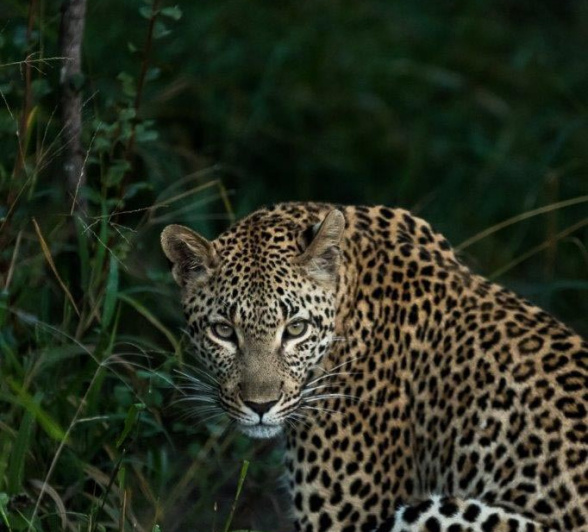 12Sheldon Hooper Kigelia 17 05 17 Final 12Sheldon Hooper Kigelia 17 05 17 Final