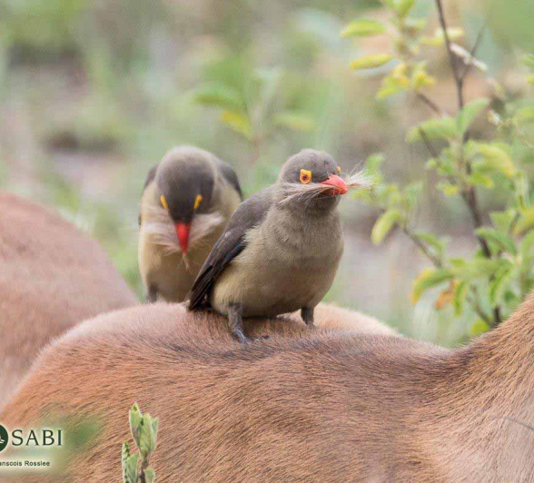 26Franscois Rosslee Ox Pecker 012018 Final