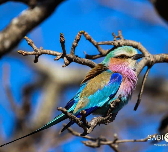 05Louise Murray 30082018 Lilac Breasted Roller Final 05Louise Murray 30082018 Lilac Breasted Roller Final