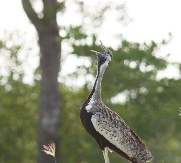 05Daniel Hitchings Black Bellied Bustard Calling 13012020 Final 05Daniel Hitchings Black Bellied Bustard Calling 13012020 Final