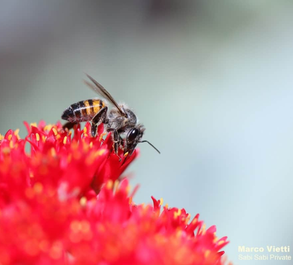 04Marco Vietti Bee 1 030420 Final