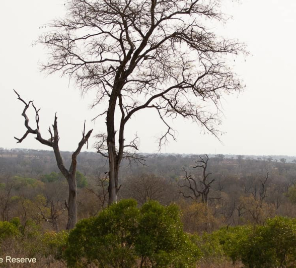 01Amy Leigh Dead Tree Landscape 1 Final 01Amy Leigh Dead Tree Landscape 1 Final
