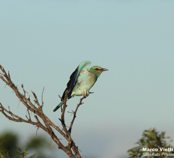 08Marco Vietti European Roller 090221 Final 08Marco Vietti European Roller 090221 Final