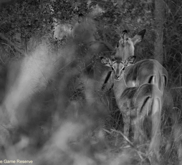 35Amy Leigh Impala 2 Bw 010421 Final