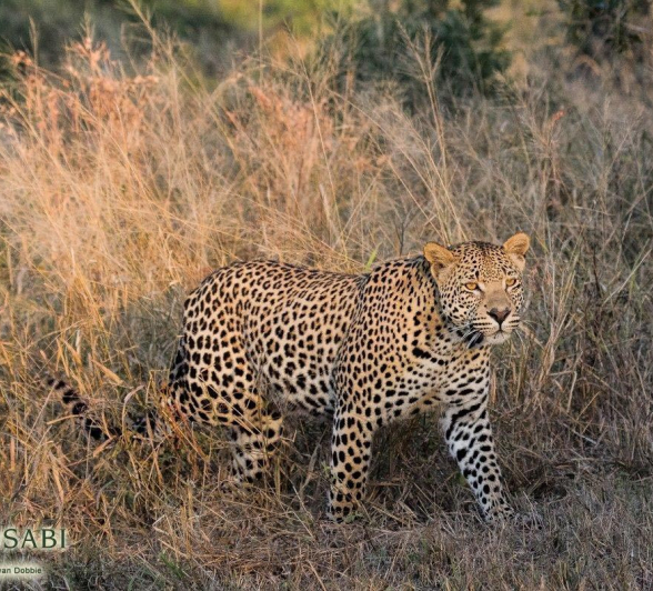 26Kevan Dobbie White Dam Cub 04.06.1 Final