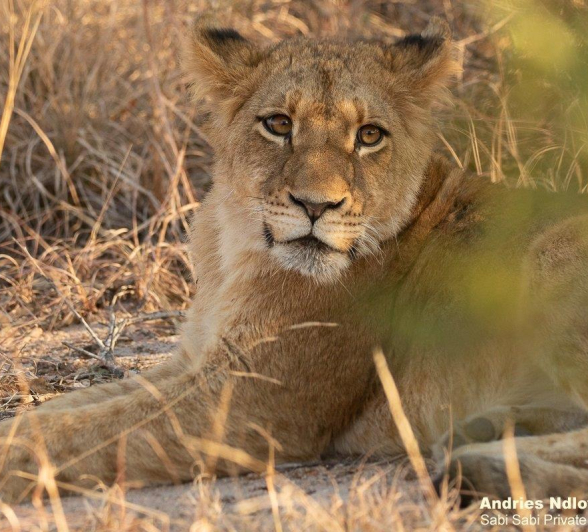 B30andries Lioness.sp 010821 3 Final B30andries Lioness.sp 010821 3 Final