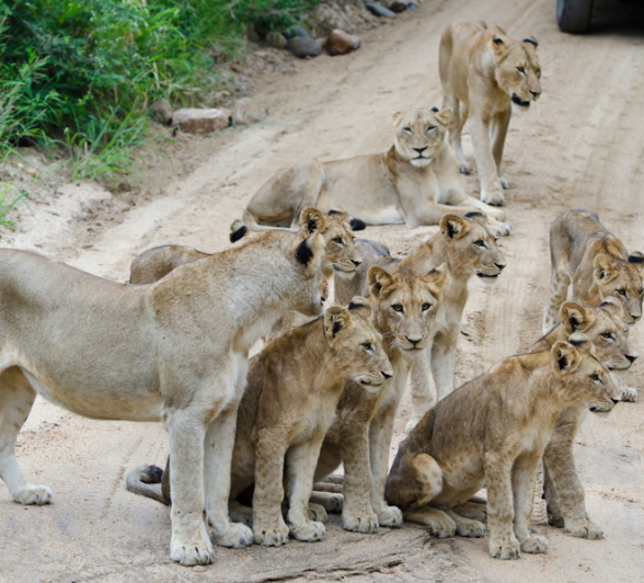 Southern Pride Running 4