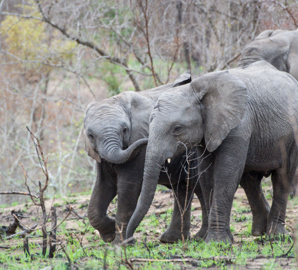 Mike Palmer Elephant Calves Mike Palmer Elephant Calves