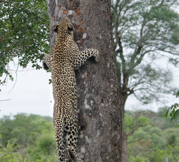 Photo Steve Cub3 Photo Steve Cub3