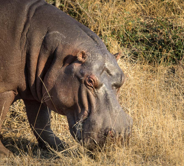 01Kosie Lategan Hippo2 1 01Kosie Lategan Hippo2 1