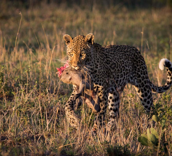 09Franscois Rosslee Leopard01 09Franscois Rosslee Leopard01