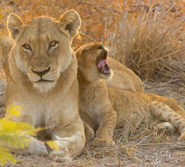 22Dylan Leo Smith Lion Cub And Lioness Winter Sun 3 22Dylan Leo Smith Lion Cub And Lioness Winter Sun 3