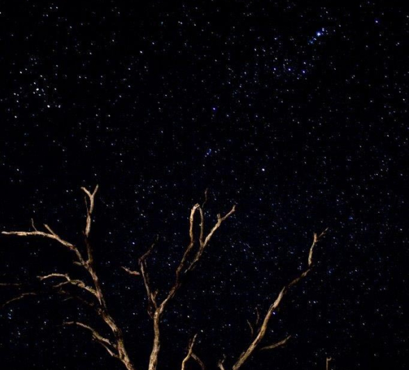 02Sheldon Hooper Branched Constelations Final 02Sheldon Hooper Branched Constelations Final