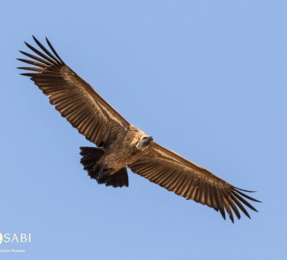 25Franscois Rosslee Vulture 290817 3 Final 25Franscois Rosslee Vulture 290817 3 Final