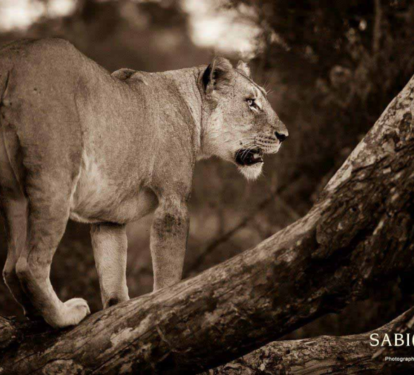13Terry Ennever Lions 27118 1 Final