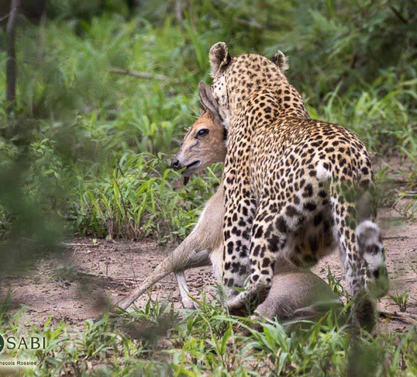 16Franscois Rosslee LBC 03022018 1 Final 16Franscois Rosslee LBC 03022018 1 Final