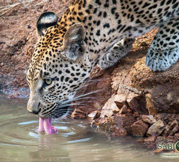 27Kerry Lee Roberg Ntsumi Final 27Kerry Lee Roberg Ntsumi Final