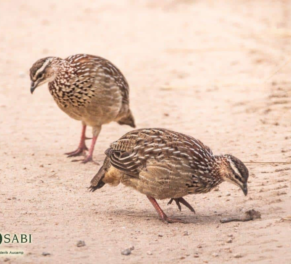 28Frederik Aucamp Crested Francolin 13 05 2019 1 Final 28Frederik Aucamp Crested Francolin 13 05 2019 1 Final
