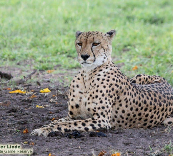 33Kevin Van Der Linde Cheetah 29122019 Final 33Kevin Van Der Linde Cheetah 29122019 Final